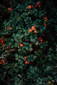 Preview wallpaper rosehip, bush, berries, leaves, plant