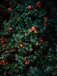 Preview wallpaper rosehip, bush, berries, leaves, plant