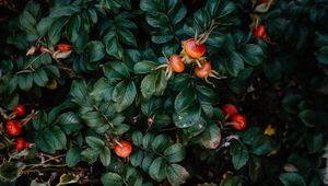 Preview wallpaper rosehip, bush, berries, leaves, plant