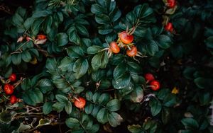 Preview wallpaper rosehip, bush, berries, leaves, plant