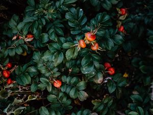 Preview wallpaper rosehip, bush, berries, leaves, plant