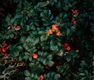 Preview wallpaper rosehip, bush, berries, leaves, plant