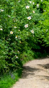 Preview wallpaper rosehip, bush, flowers, flowering, plant