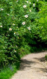 Preview wallpaper rosehip, bush, flowers, flowering, plant