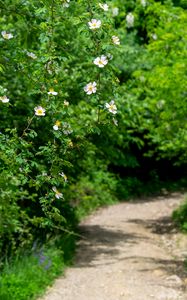 Preview wallpaper rosehip, bush, flowers, flowering, plant