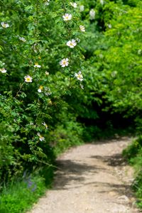 Preview wallpaper rosehip, bush, flowers, flowering, plant