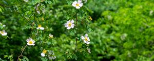 Preview wallpaper rosehip, bush, flowers, flowering, plant