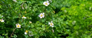 Preview wallpaper rosehip, bush, flowers, flowering, plant