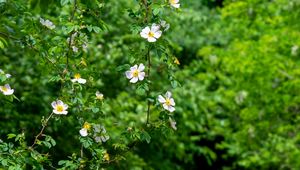 Preview wallpaper rosehip, bush, flowers, flowering, plant