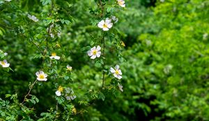 Preview wallpaper rosehip, bush, flowers, flowering, plant