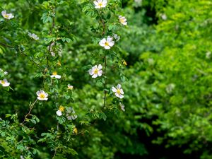 Preview wallpaper rosehip, bush, flowers, flowering, plant