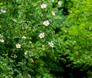 Preview wallpaper rosehip, bush, flowers, flowering, plant