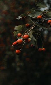 Preview wallpaper rosehip, bush, plant