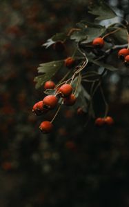 Preview wallpaper rosehip, bush, plant