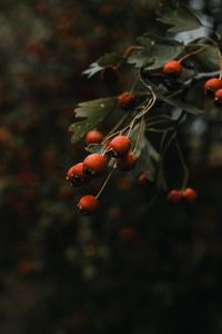 Preview wallpaper rosehip, bush, plant