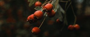 Preview wallpaper rosehip, bush, plant