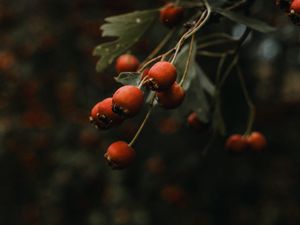 Preview wallpaper rosehip, bush, plant