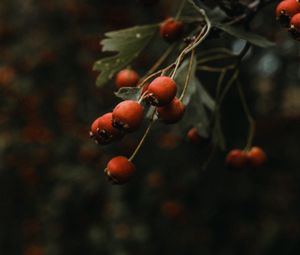 Preview wallpaper rosehip, bush, plant