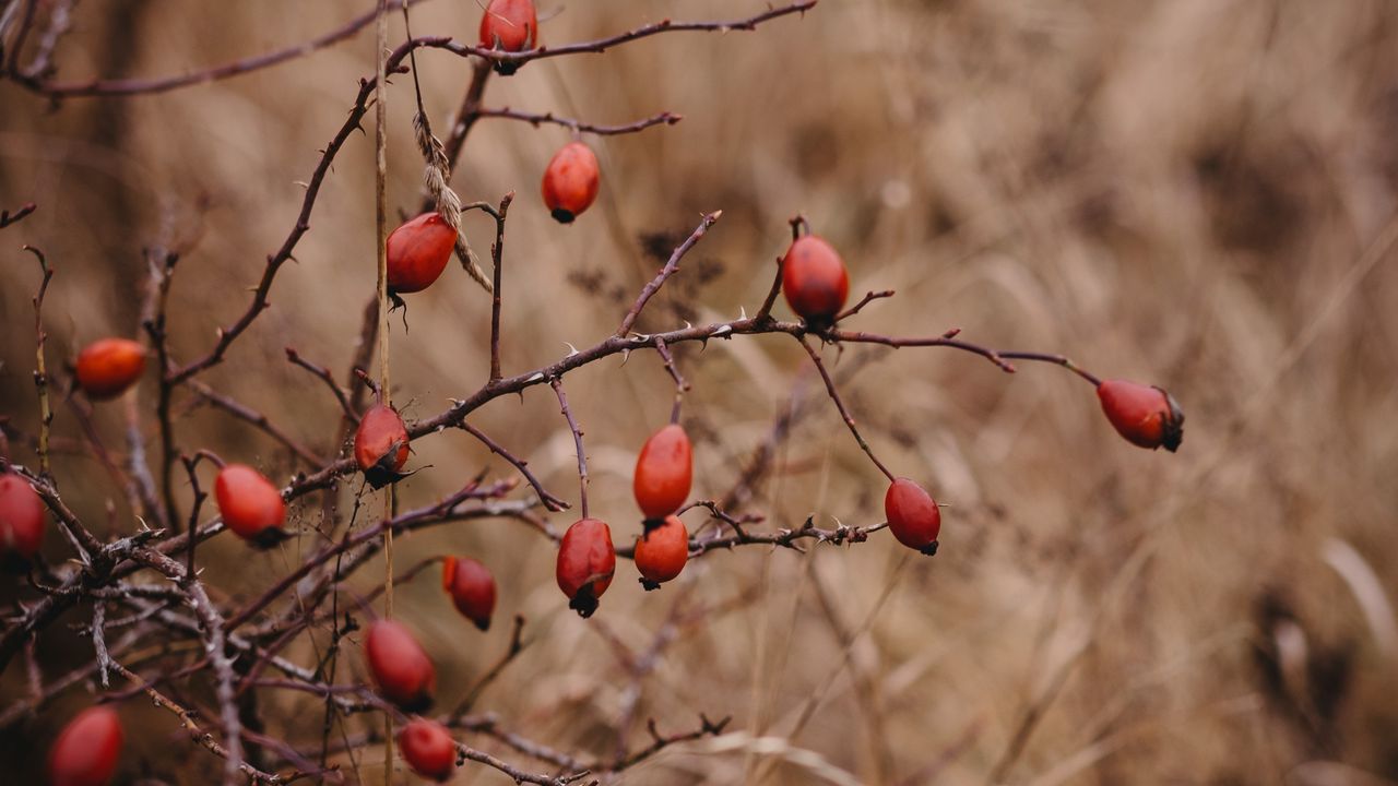 Wallpaper rosehip, bush, prickly