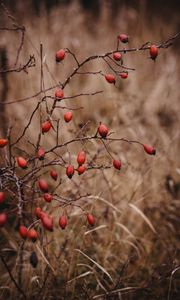 Preview wallpaper rosehip, bush, prickly