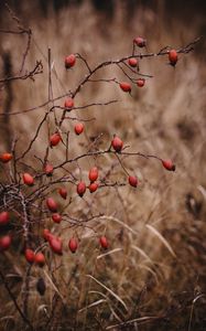 Preview wallpaper rosehip, bush, prickly