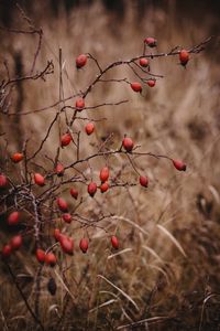 Preview wallpaper rosehip, bush, prickly