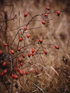 Preview wallpaper rosehip, bush, prickly