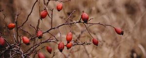 Preview wallpaper rosehip, bush, prickly