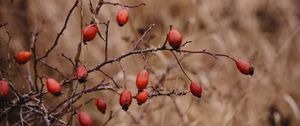 Preview wallpaper rosehip, bush, prickly