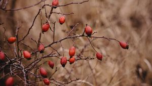 Preview wallpaper rosehip, bush, prickly