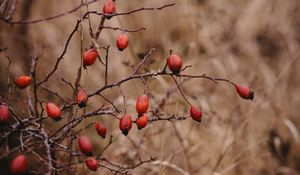 Preview wallpaper rosehip, bush, prickly