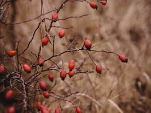 Preview wallpaper rosehip, bush, prickly