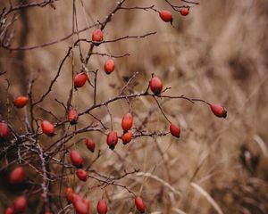 Preview wallpaper rosehip, bush, prickly