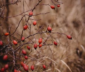 Preview wallpaper rosehip, bush, prickly