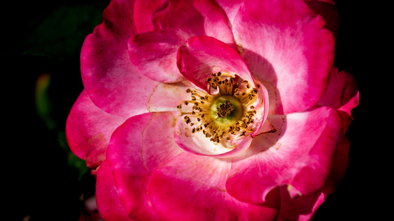 Wallpaper rosehip, flower, petals, pink, macro