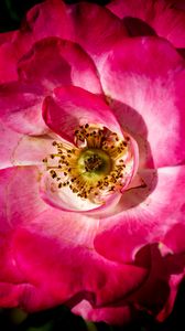 Preview wallpaper rosehip, flower, petals, pink, macro