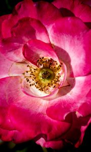 Preview wallpaper rosehip, flower, petals, pink, macro