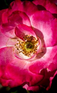 Preview wallpaper rosehip, flower, petals, pink, macro