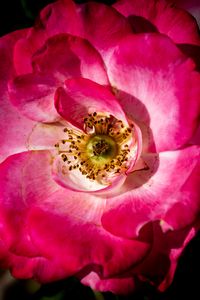 Preview wallpaper rosehip, flower, petals, pink, macro