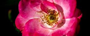 Preview wallpaper rosehip, flower, petals, pink, macro