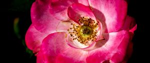 Preview wallpaper rosehip, flower, petals, pink, macro