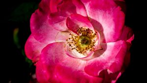 Preview wallpaper rosehip, flower, petals, pink, macro