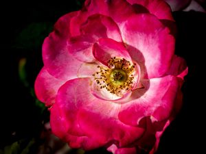 Preview wallpaper rosehip, flower, petals, pink, macro