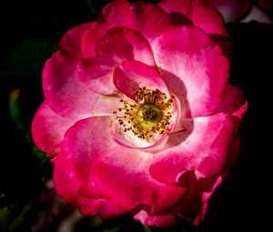 Preview wallpaper rosehip, flower, petals, pink, macro