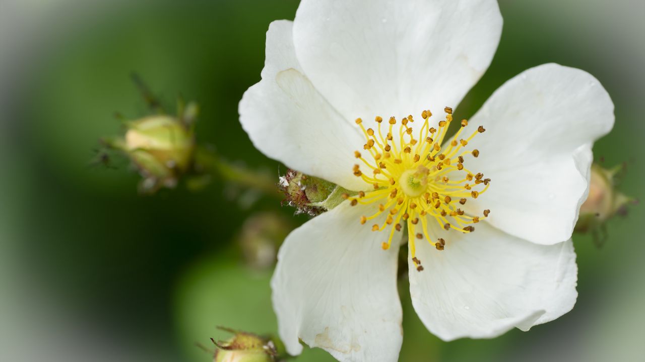 Wallpaper rosehip, flower, petals, macro