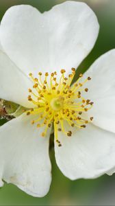 Preview wallpaper rosehip, flower, petals, macro