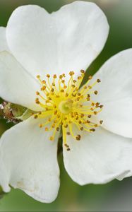 Preview wallpaper rosehip, flower, petals, macro