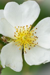 Preview wallpaper rosehip, flower, petals, macro