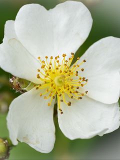 240x320 Wallpaper rosehip, flower, petals, macro