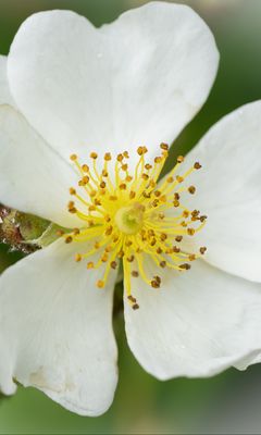 240x400 Wallpaper rosehip, flower, petals, macro